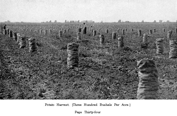 Potato Harvest