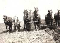 Fred Mahar driving a team of horses in the field
