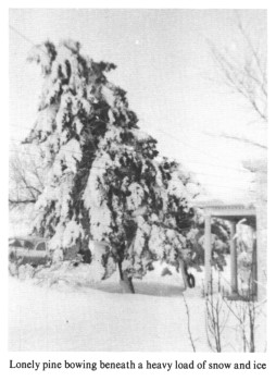 Lonely pine bowing beneath a heavy load of snow and ice