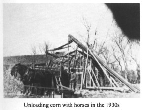 Unloading corn with horses in the 1930s