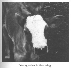 Young calves in the spring