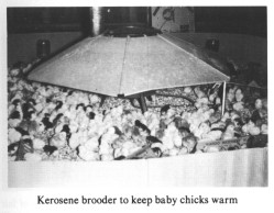 Kerosene brooder